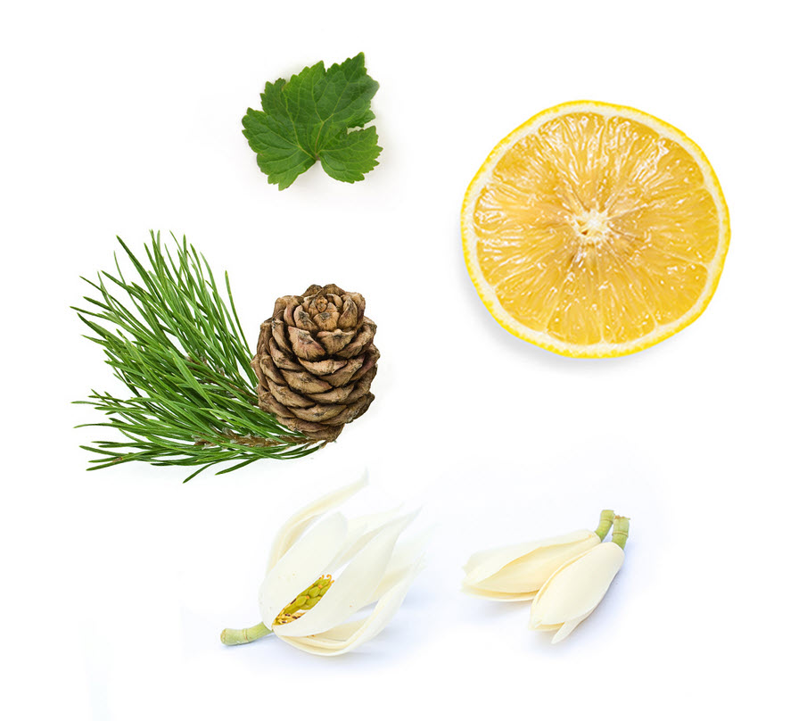 doTERRA Shinrin Yoku Touch Inhalt